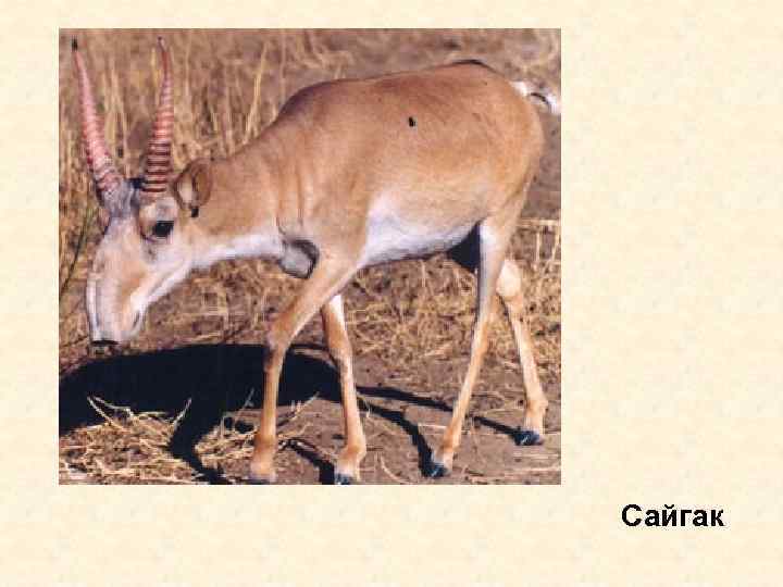 Сайгак 
