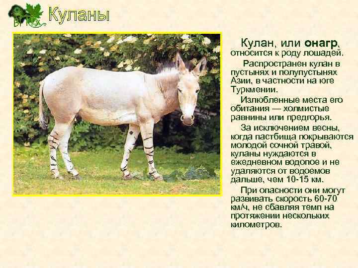 Кулан, или онагр, относится к роду лошадей. Распространен кулан в пустынях и полупустынях Азии,