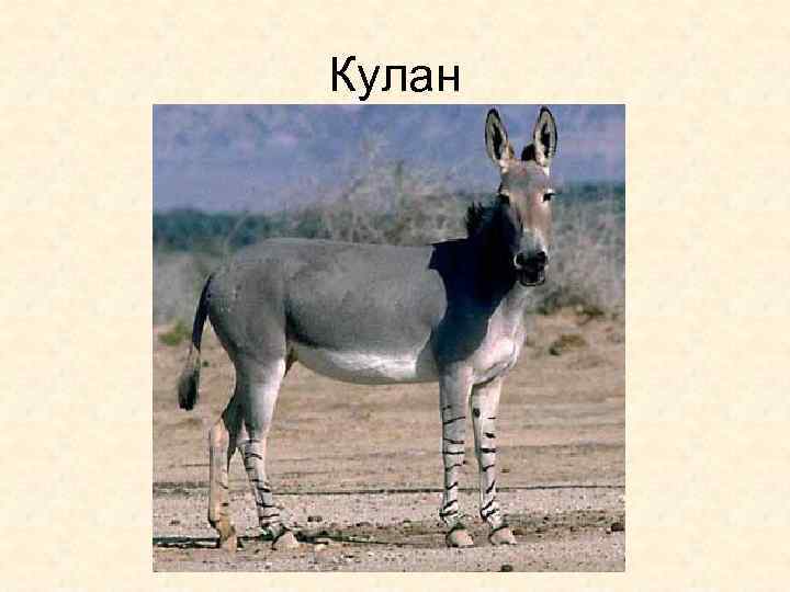 Кулан 