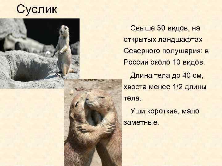 Суслик Свыше 30 видов, на открытых ландшафтах Северного полушария; в России около 10 видов.