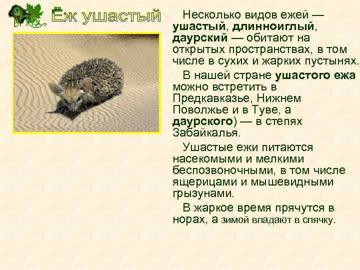 Еж ушастый описание из красной книги