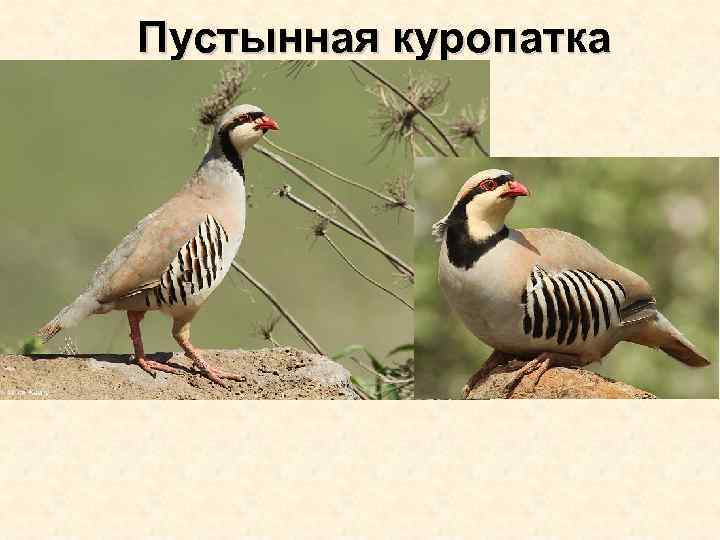 Пустынная куропатка 