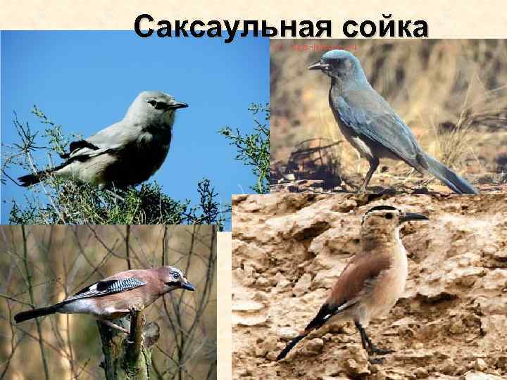 Саксаульная сойка 