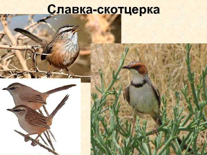 Славка-скотцерка 