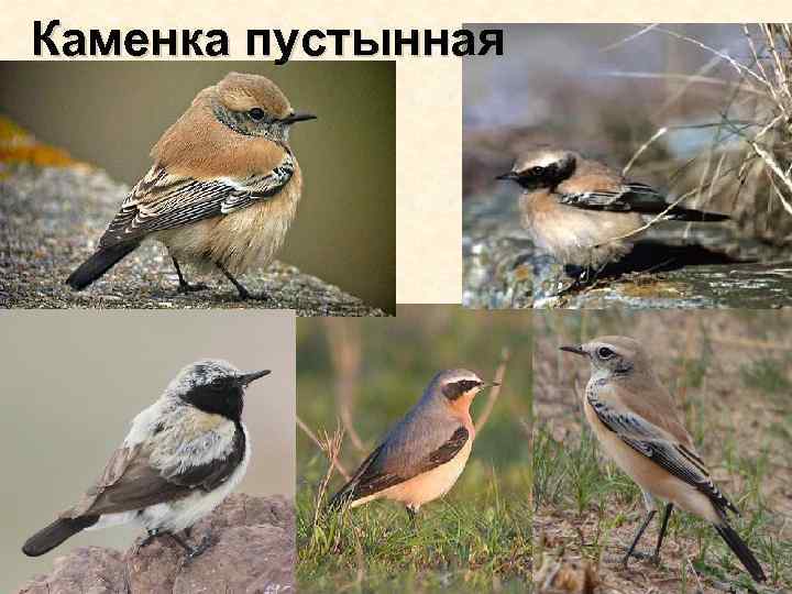 Каменка пустынная 