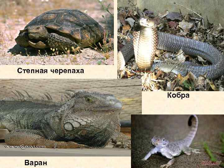 Степная черепаха Кобра Варан 