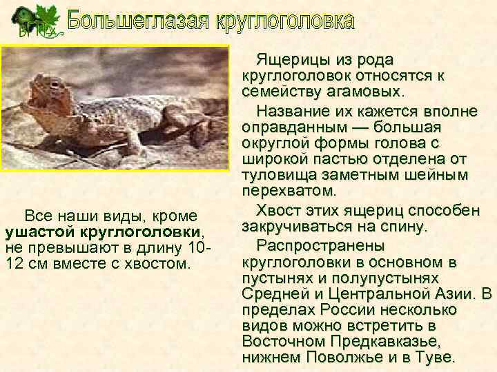 Из одного своего путешествия по средней азии папа привез живую ящерку план текста