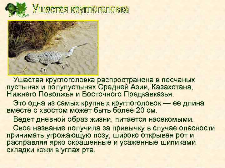 Ушастая круглоголовка распространена в песчаных пустынях и полупустынях Средней Азии, Казахстана, Нижнего Поволжья и