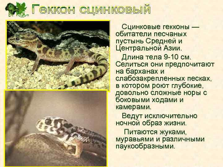 Сцинковые гекконы — обитатели песчаных пустынь Средней и Центральной Азии. Длина тела 9 -10