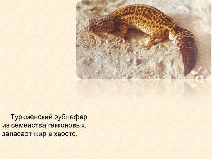 Туркменский эублефар из семейства гекконовых, запасает жир в хвосте. 