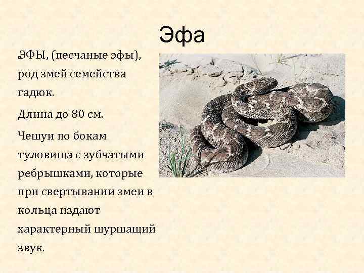 Эфа ЭФЫ, (песчаные эфы), род змей семейства гадюк. Длина до 80 см. Чешуи по
