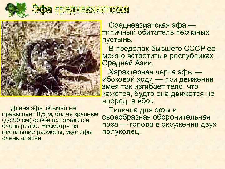 Среднеазиатская эфа — типичный обитатель песчаных пустынь. В пределах бывшего СССР ее можно встретить