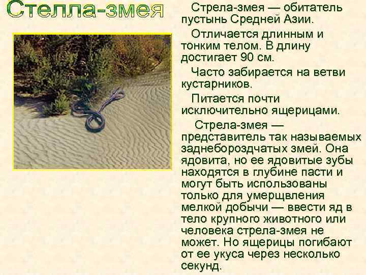 Стрела-змея — обитатель пустынь Средней Азии. Отличается длинным и тонким телом. В длину достигает