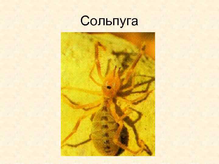 Сольпуга 