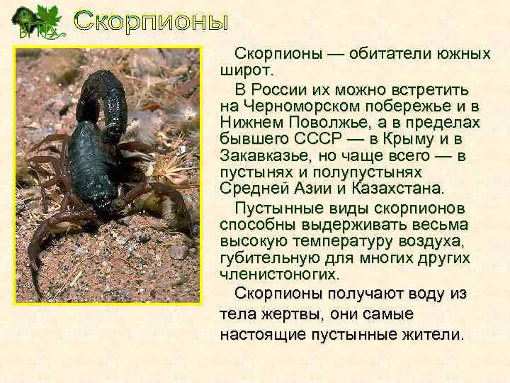 Скорпионы — обитатели южных широт. В России их можно встретить на Черноморском побережье и