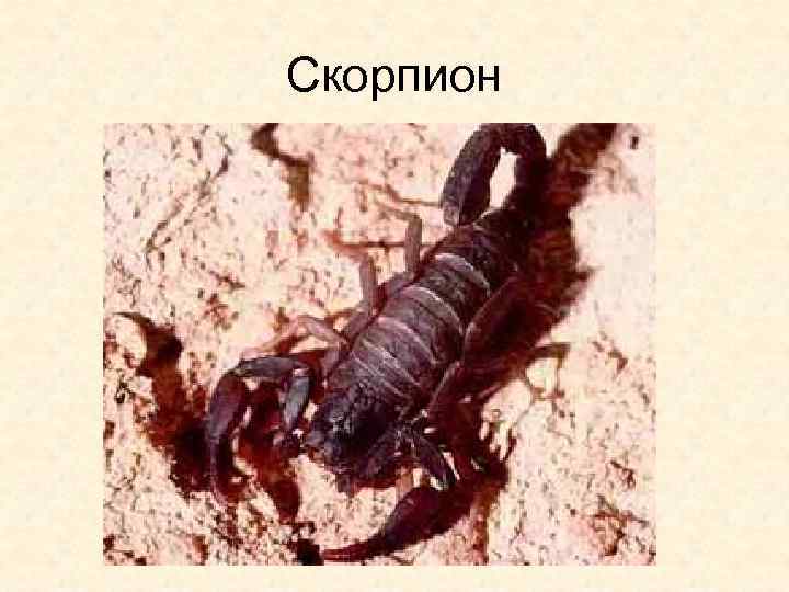 Скорпион 