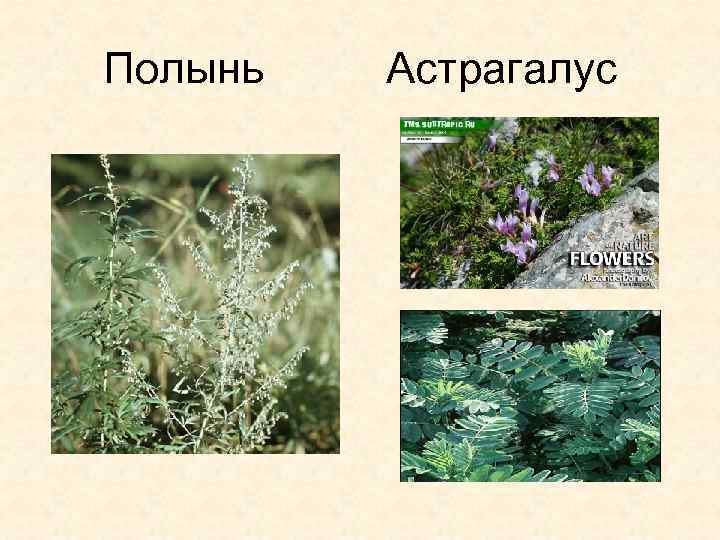 Полынь Астрагалус 