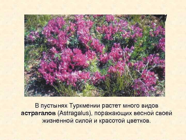 РАСТИТЕЛЬНОСТЬ ПУСТЫНИ В пустынях Туркмении растет много видов астрагалов (Astragalus), поражающих весной своей жизненной