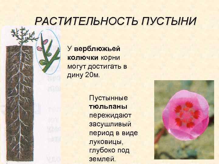 РАСТИТЕЛЬНОСТЬ ПУСТЫНИ У верблюжьей колючки корни могут достигать в дину 20 м. Пустынные тюльпаны