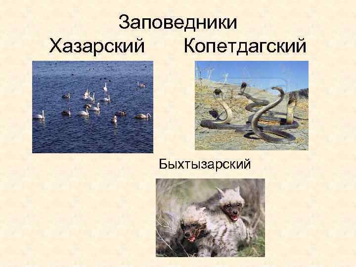 Заповедники Хазарский Копетдагский Быхтызарский 