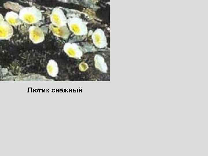 Лютик снежный 