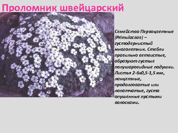 Проломник швейцарский Семейство Первоцветные (Primulaceae) – густодернистый многолетник. Стебли правильно ветвистые, образуют густые полушаровидные