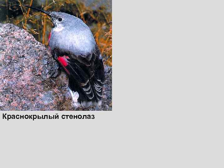 Краснокрылый стенолаз 