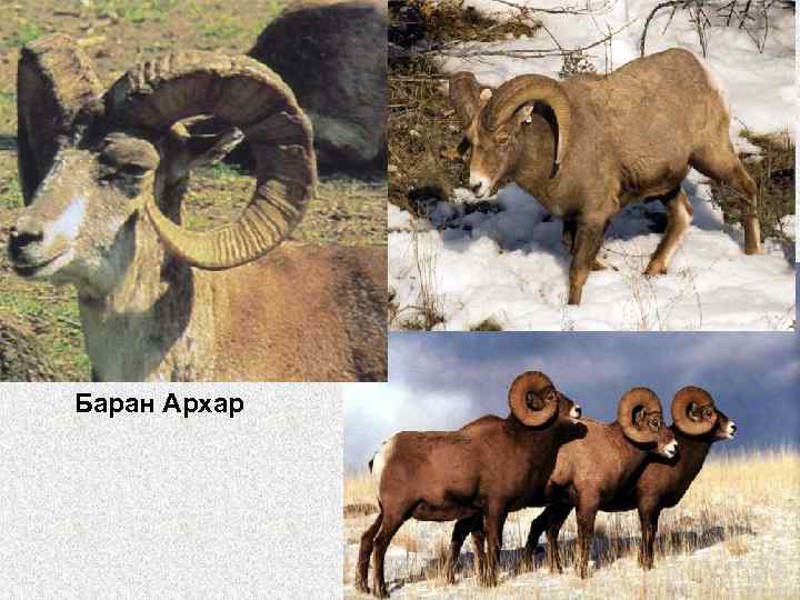 Баран Архар 