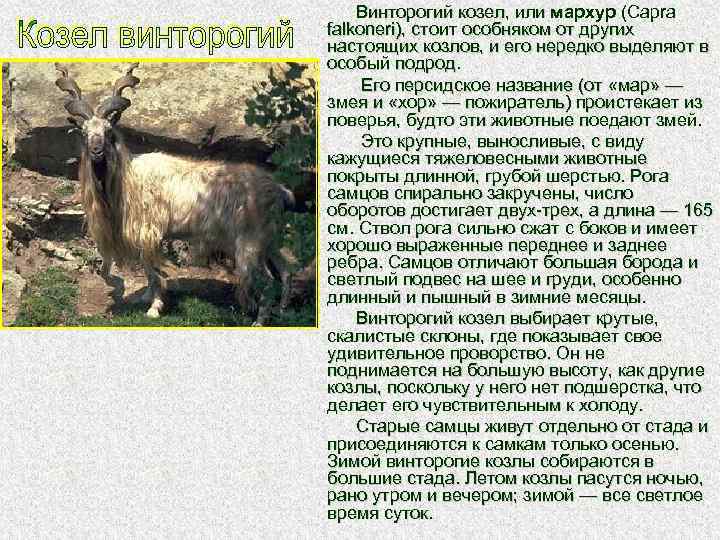 Где живут козлы. Мархур Винторогий козел. Винторогий козел красная книга. Туркменский Винторогий козел. Винторогий козел среда обитания.