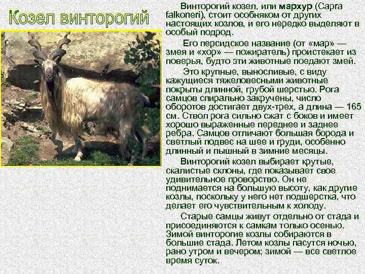 Где живет винторогий козел. Мархур Винторогий козел. Туркменский Винторогий козел. Винторогий козел красная книга. Винторогий козел красная книга краткое описание.