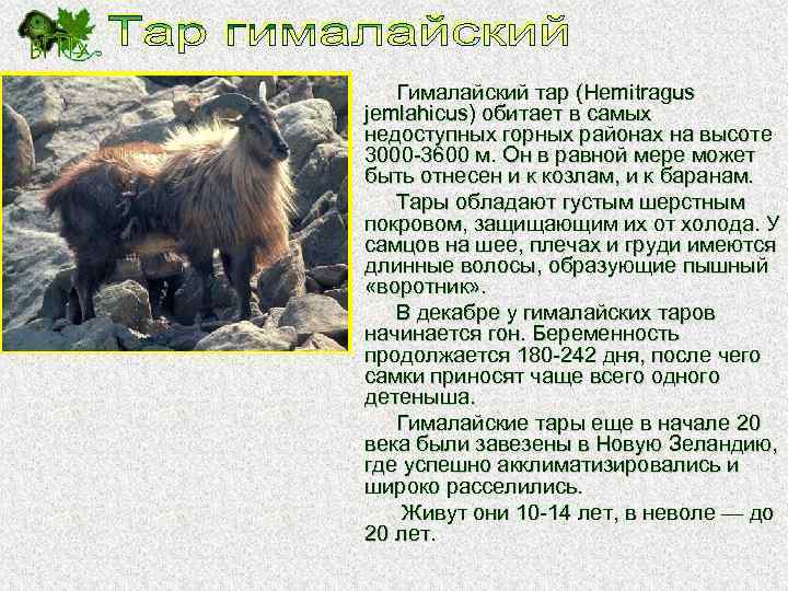 Гималайский тар (Hemitragus jemlahicus) обитает в самых недоступных горных районах на высоте 3000 -3600