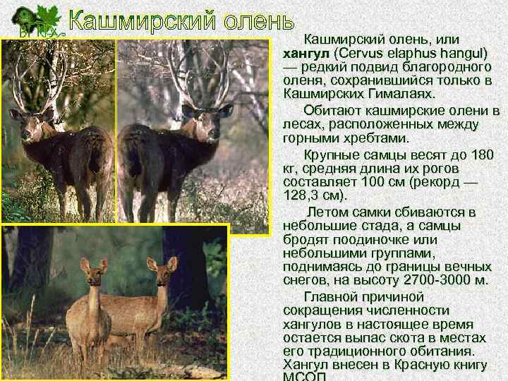 Кашмирский олень, или хангул (Cervus elaphus hangul) — редкий подвид благородного оленя, сохранившийся только