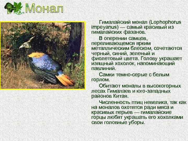 Гималайский монал (Lophophorus impeyanus) — самый красивый из гималайских фазанов. В оперении самцов, переливающемся