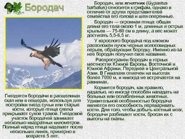 Бородач, или ягнятник (Gypaetus barbatus) относится к грифам, однако в отличие от других представителей