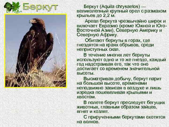 Беркут (Aquila chrysaetos) — великолепный крупный орел с размахом крыльев до 2, 2 м.