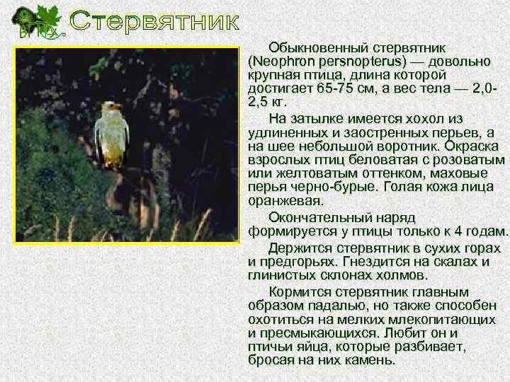 Обыкновенный стервятник (Neophron persnopterus) — довольно крупная птица, длина которой достигает 65 -75 см,