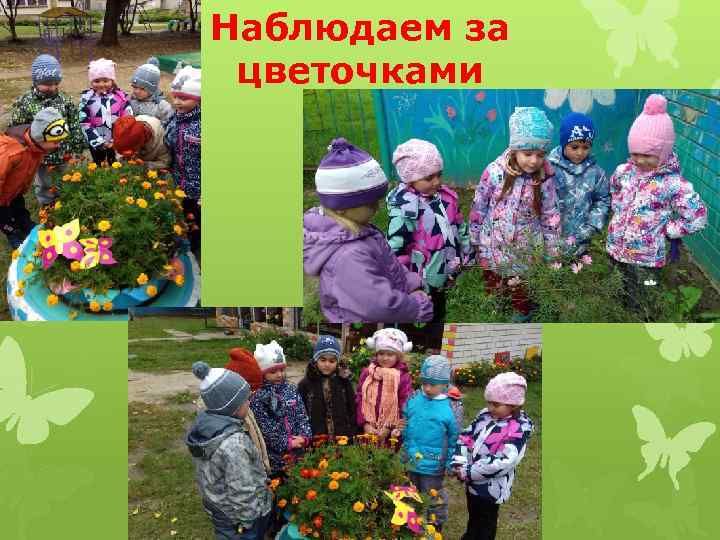 Наблюдаем за цветочками 