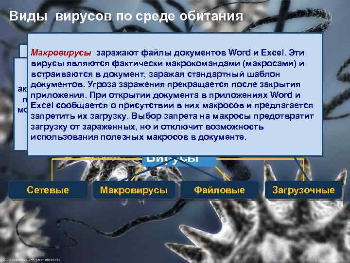 Виды вирусов по среде обитания Загрузочные вирусы передаются через Макровирусы заражают файлы документов Word