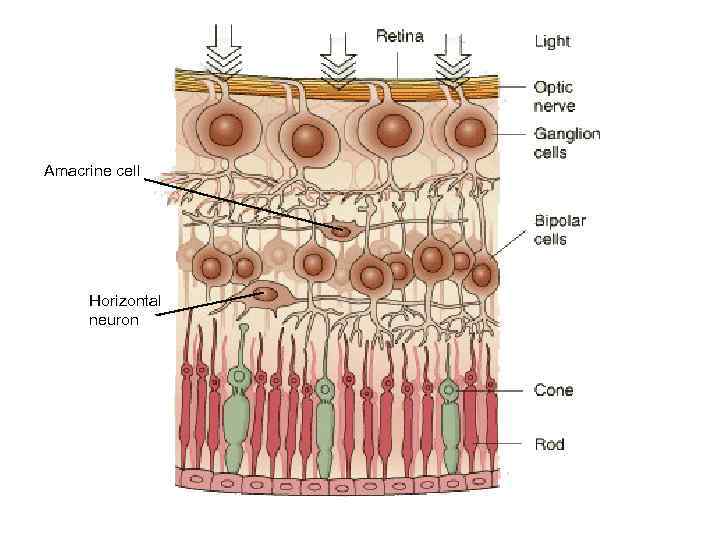 Amacrine cell Horizontal neuron 