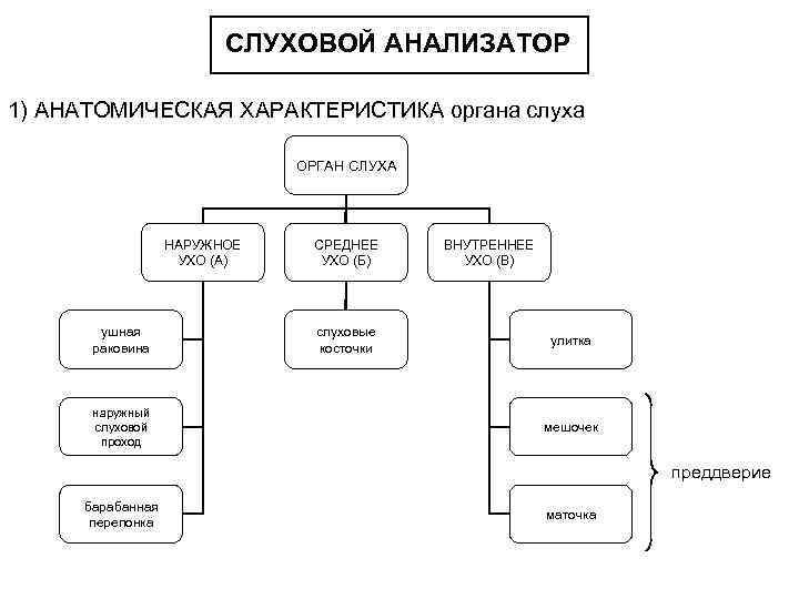 СЛУХОВОЙ АНАЛИЗАТОР 1) АНАТОМИЧЕСКАЯ ХАРАКТЕРИСТИКА органа слуха ОРГАН СЛУХА НАРУЖНОЕ УХО (А) ушная раковина