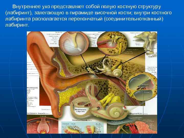 Внутреннее ухо представляет собой полую костную структуру (лабиринт), залегающую в пирамиде височной кости; внутри