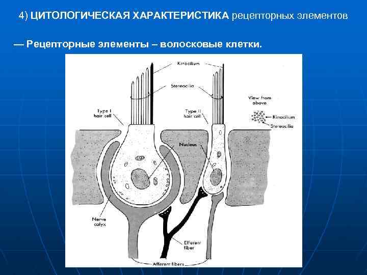 Что воспримут изображенные на рисунке клетки. Цитофизиология рецепторных клеток. Строение и Цитофизиология рецепторных клеток. Цитофизиология рецепции. Классификация, строение и Цитофизиология рецепторных клеток.