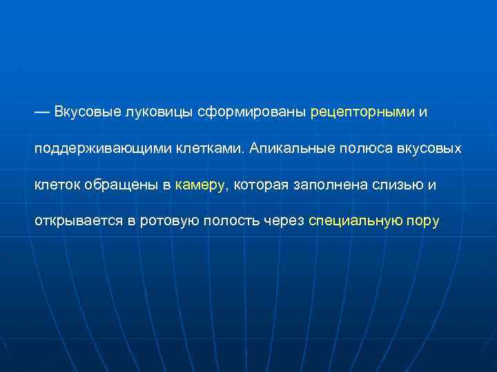 — Вкусовые луковицы сформированы рецепторными и поддерживающими клетками. Апикальные полюса вкусовых клеток обращены в