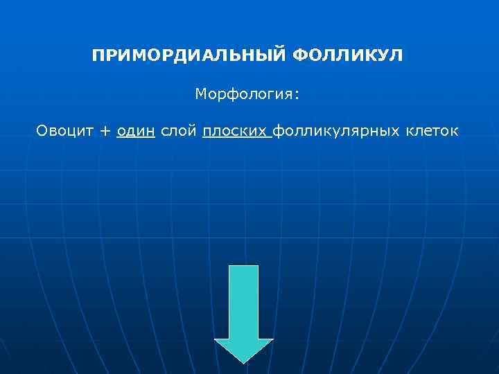 ПРИМОРДИАЛЬНЫЙ ФОЛЛИКУЛ Морфология: Овоцит + один слой плоских фолликулярных клеток 