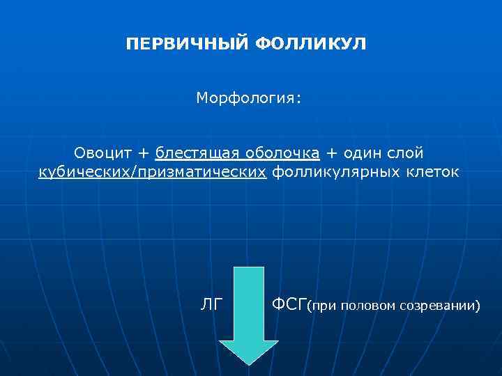 ПЕРВИЧНЫЙ ФОЛЛИКУЛ Морфология: Овоцит + блестящая оболочка + один слой кубических/призматических фолликулярных клеток ЛГ