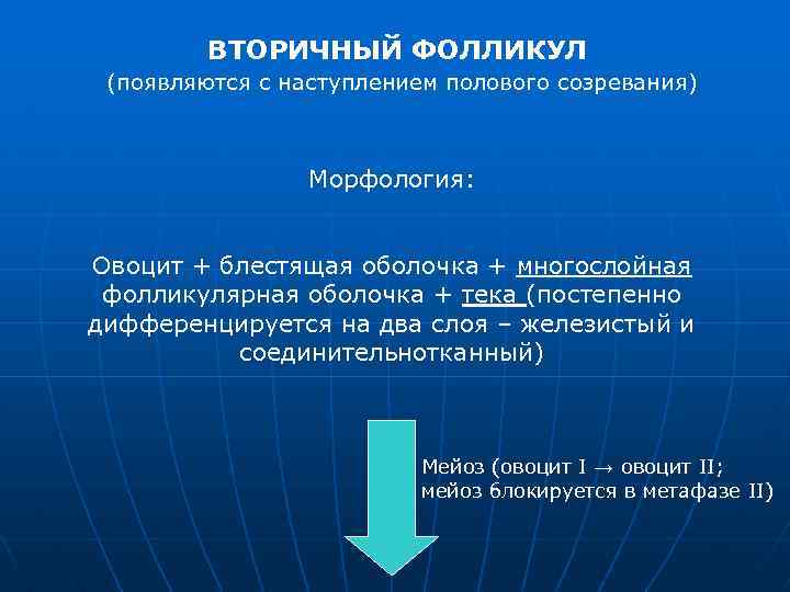 ВТОРИЧНЫЙ ФОЛЛИКУЛ (появляются с наступлением полового созревания) Морфология: Овоцит + блестящая оболочка + многослойная