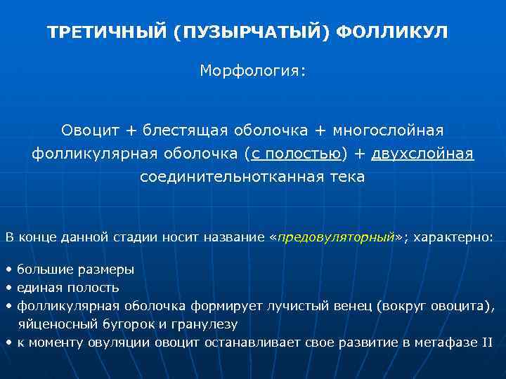 ТРЕТИЧНЫЙ (ПУЗЫРЧАТЫЙ) ФОЛЛИКУЛ Морфология: Овоцит + блестящая оболочка + многослойная фолликулярная оболочка (с полостью)