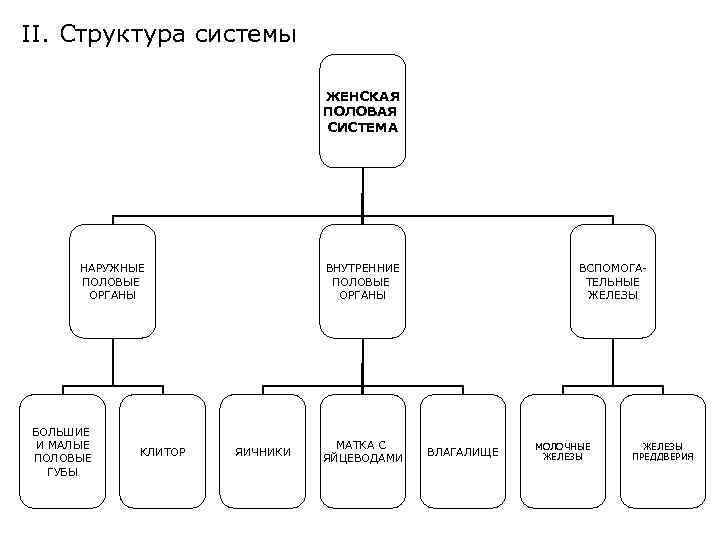 Структура женщины