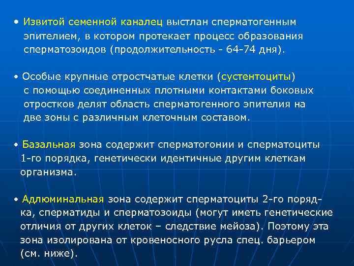  • Извитой семенной каналец выстлан сперматогенным эпителием, в котором протекает процесс образования сперматозоидов