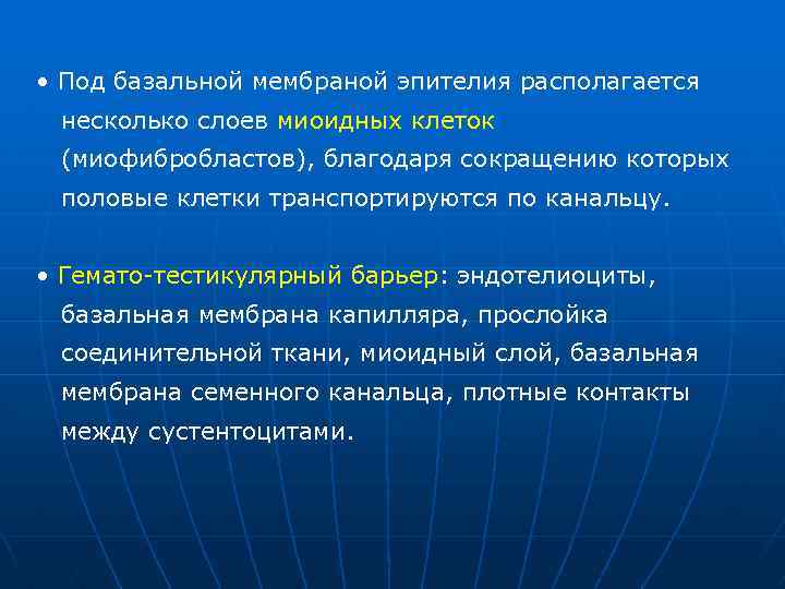  • Под базальной мембраной эпителия располагается несколько слоев миоидных клеток (миофибробластов), благодаря сокращению